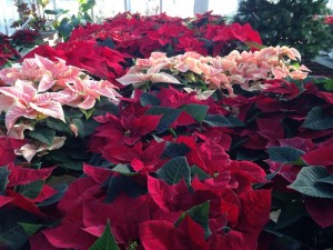 poinsettias